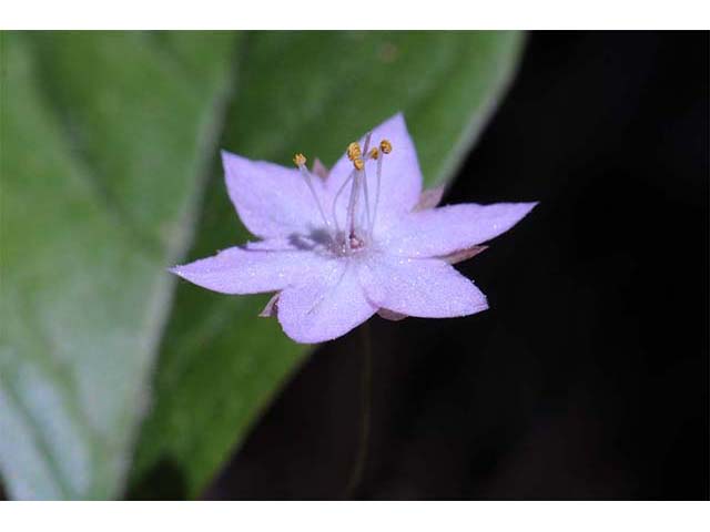 Trientalis borealis ssp. latifolia (Broadleaf starflower) #75232