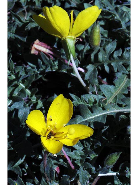 Camissonia tanacetifolia (Tansyleaf evening-primrose) #75237