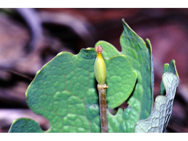 Sanguinaria canadensis (Bloodroot) #75303