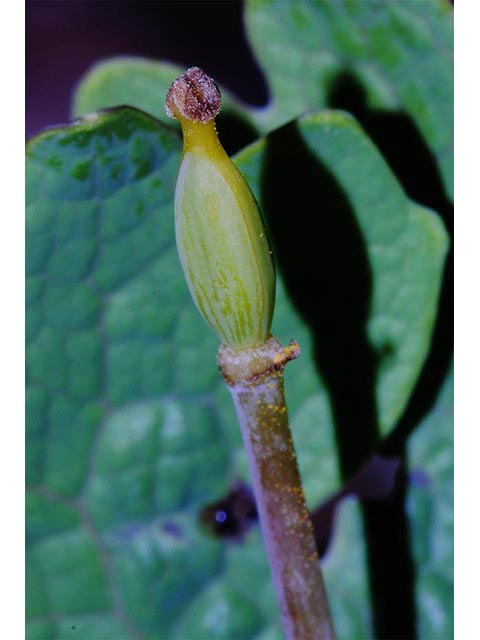 Sanguinaria canadensis (Bloodroot) #75305