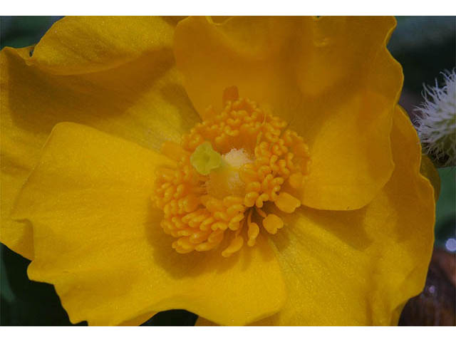 Stylophorum diphyllum (Celandine poppy) #75319