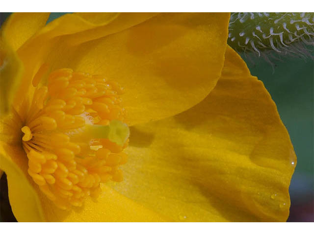 Stylophorum diphyllum (Celandine poppy) #75321