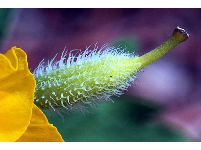 Stylophorum diphyllum (Celandine poppy) #75322