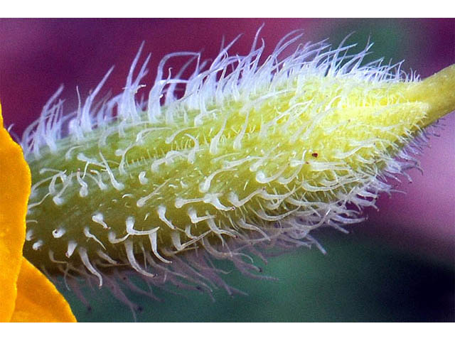 Stylophorum diphyllum (Celandine poppy) #75323