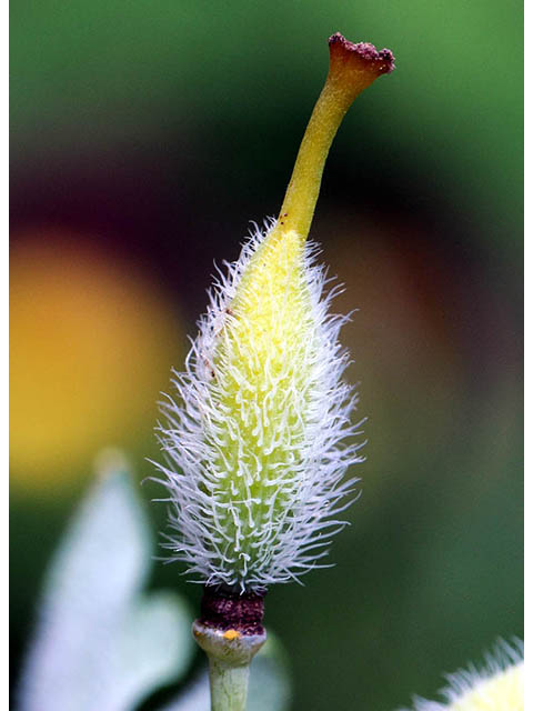 Stylophorum diphyllum (Celandine poppy) #75324