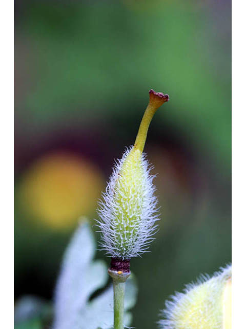 Stylophorum diphyllum (Celandine poppy) #75325