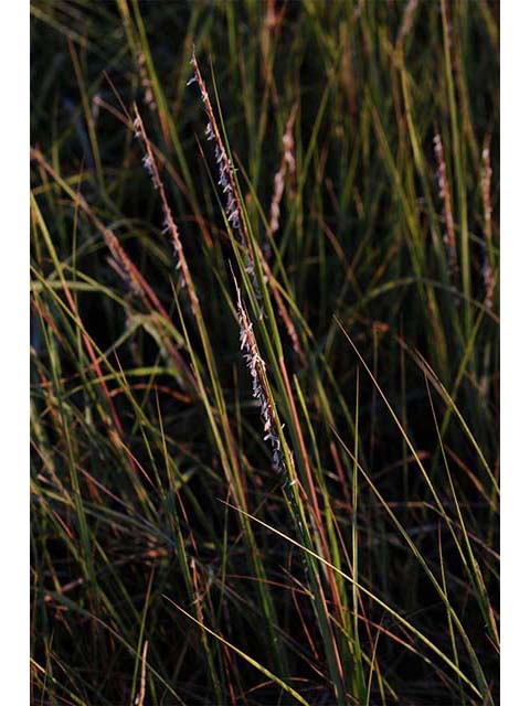 Spartina patens (Saltmeadow cordgrass) #75339