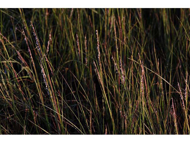 Spartina patens (Saltmeadow cordgrass) #75340