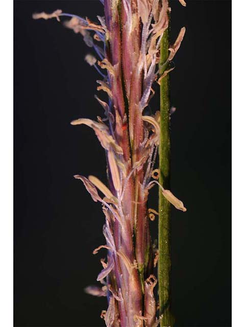 Spartina patens (Saltmeadow cordgrass) #75341