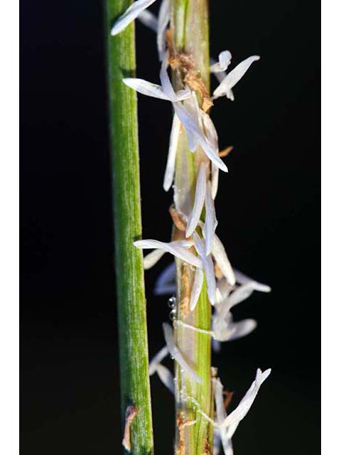 Spartina patens (Saltmeadow cordgrass) #75344