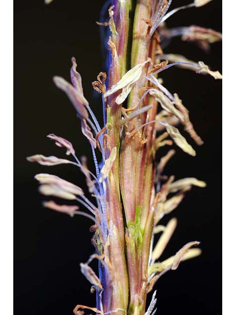 Spartina patens (Saltmeadow cordgrass) #75346