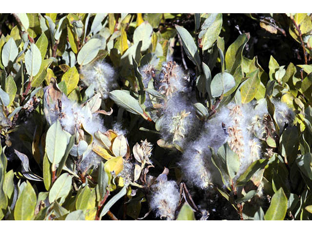 Salix glauca var. villosa (Grayleaf willow) #75401
