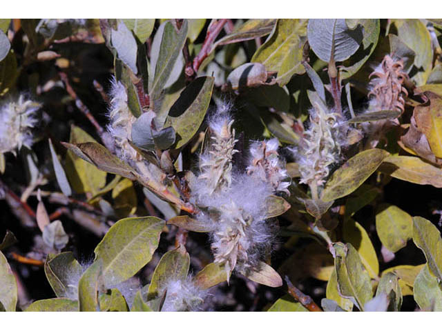 Salix glauca var. villosa (Grayleaf willow) #75404