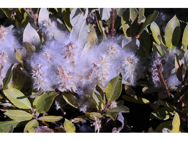 Salix glauca var. villosa (Grayleaf willow) #75406