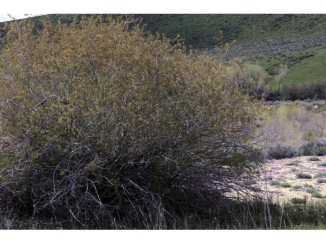 Salix melanopsis (Dusky willow) #75429