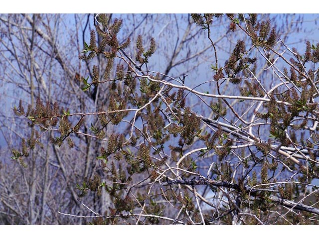 Salix melanopsis (Dusky willow) #75431