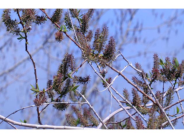 Salix melanopsis (Dusky willow) #75432
