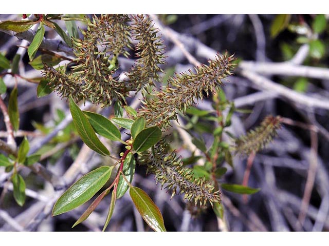 Salix melanopsis (Dusky willow) #75433