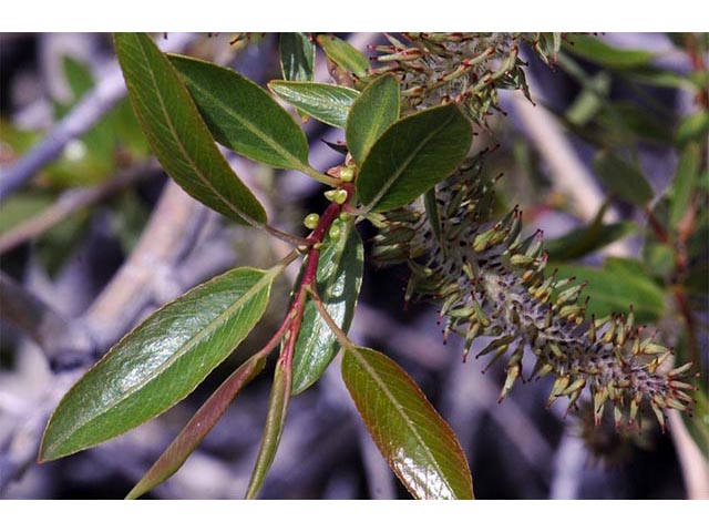 Salix melanopsis (Dusky willow) #75435