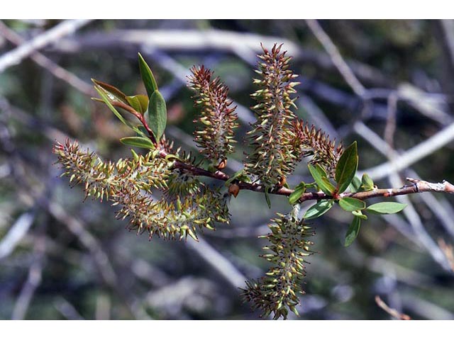 Salix melanopsis (Dusky willow) #75436