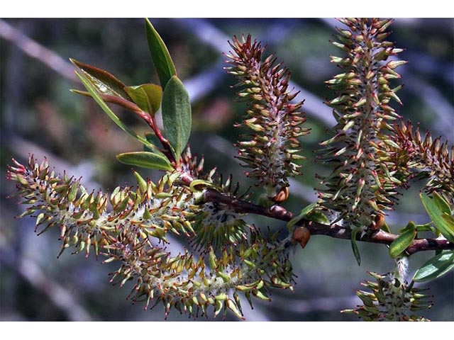 Salix melanopsis (Dusky willow) #75437