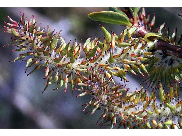 Salix melanopsis (Dusky willow) #75438