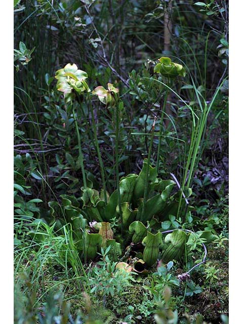 Sarracenia purpurea var. purpurea (Purple pitcherplant) #75463