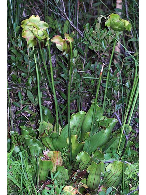Sarracenia purpurea var. purpurea (Purple pitcherplant) #75464