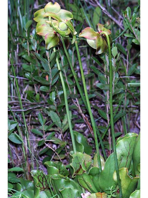 Sarracenia purpurea var. purpurea (Purple pitcherplant) #75466
