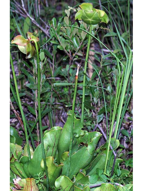 Sarracenia purpurea var. purpurea (Purple pitcherplant) #75467