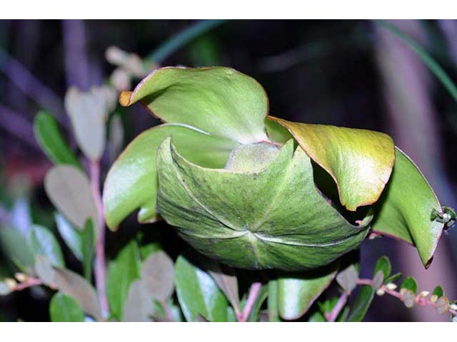 Sarracenia purpurea var. purpurea (Purple pitcherplant) #75471