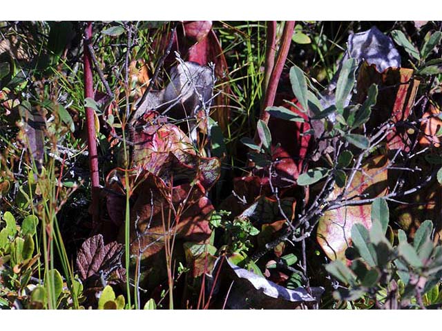 Sarracenia purpurea var. purpurea (Purple pitcherplant) #75481
