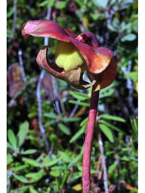 Sarracenia purpurea var. purpurea (Purple pitcherplant) #75482