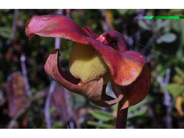 Sarracenia purpurea var. purpurea (Purple pitcherplant) #75483