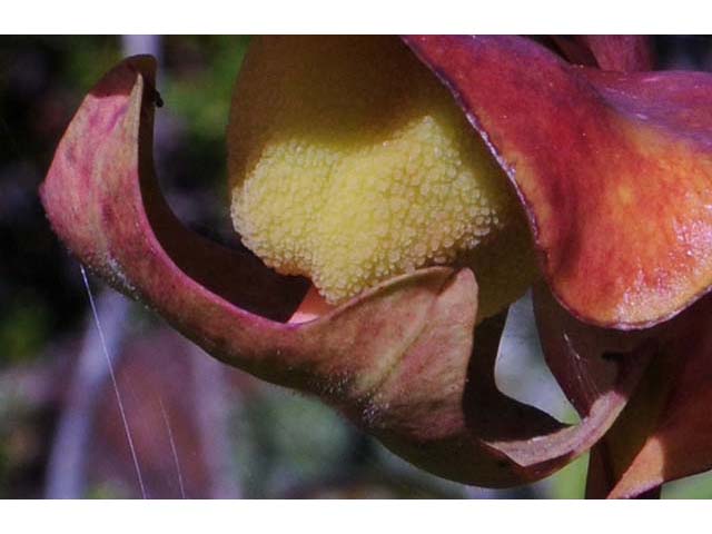 Sarracenia purpurea var. purpurea (Purple pitcherplant) #75484