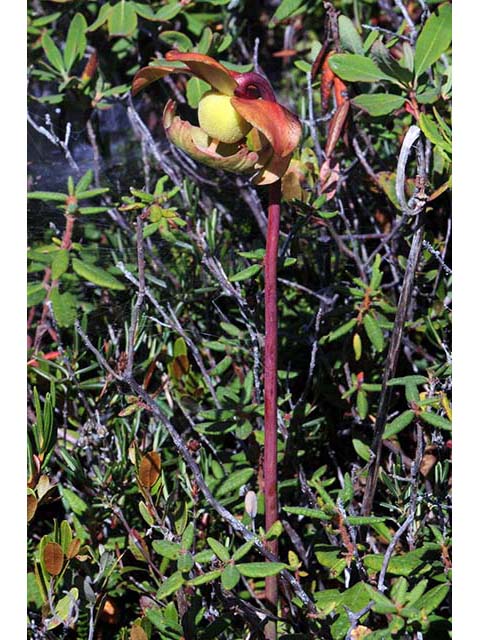 Sarracenia purpurea var. purpurea (Purple pitcherplant) #75485