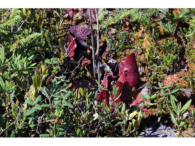Sarracenia purpurea var. purpurea (Purple pitcherplant) #75487