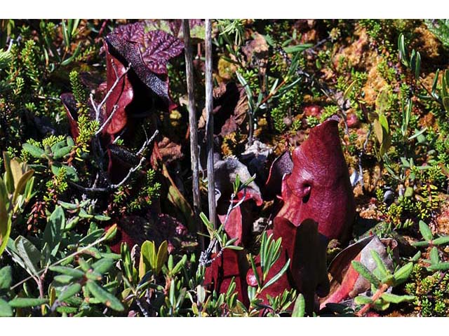 Sarracenia purpurea var. purpurea (Purple pitcherplant) #75488