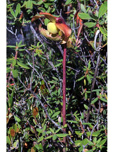 Sarracenia purpurea (Purple pitcherplant) #75512