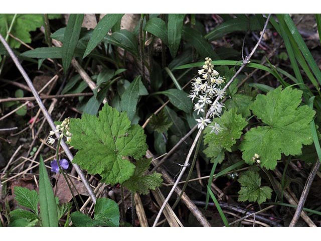 Tiarella cordifolia (Heartleaf foamflower) #75517