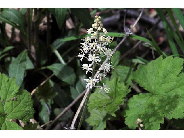 Tiarella cordifolia (Heartleaf foamflower) #75519