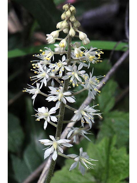 Tiarella cordifolia (Heartleaf foamflower) #75520