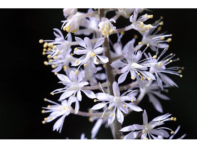 Tiarella cordifolia (Heartleaf foamflower) #75521