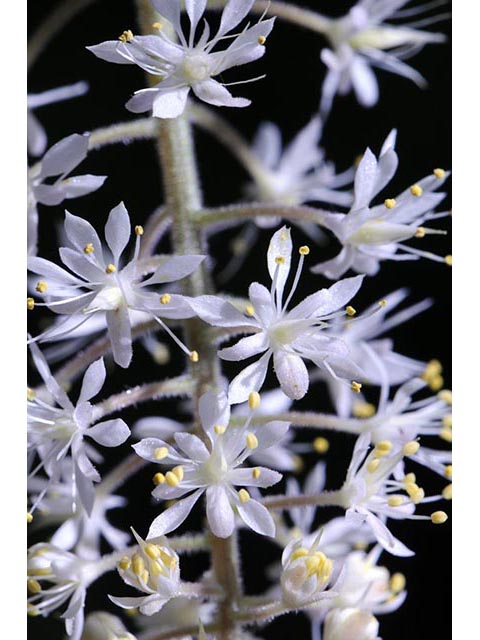 Tiarella cordifolia (Heartleaf foamflower) #75523