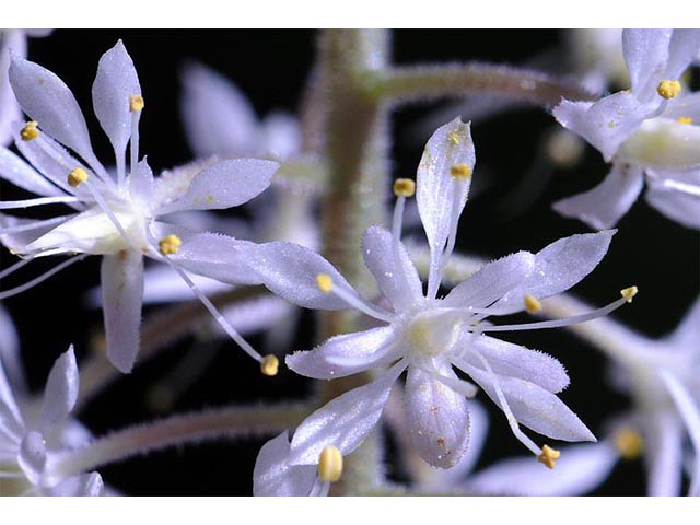 Tiarella cordifolia (Heartleaf foamflower) #75524