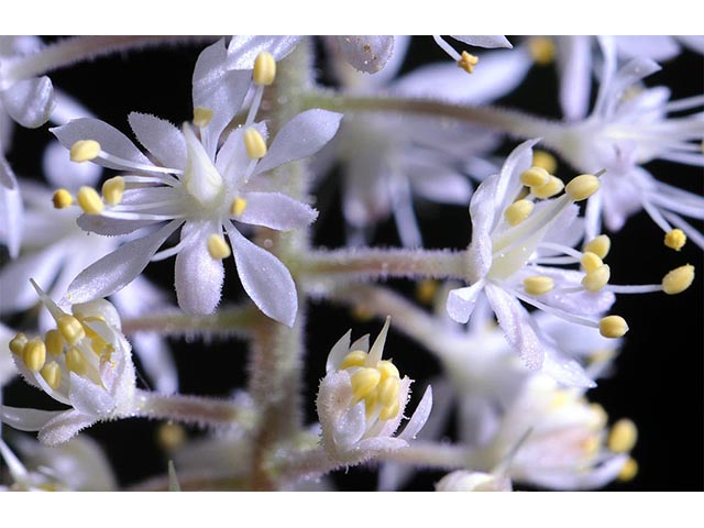 Tiarella cordifolia (Heartleaf foamflower) #75525