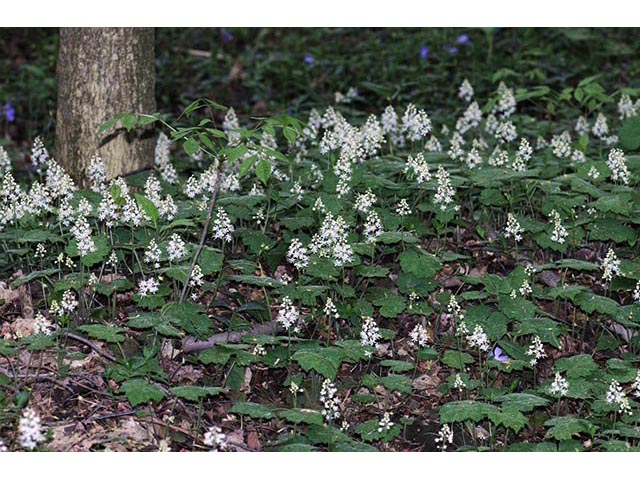 Tiarella cordifolia (Heartleaf foamflower) #75526