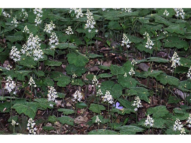 Tiarella cordifolia (Heartleaf foamflower) #75527