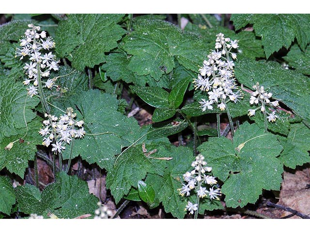 Tiarella cordifolia (Heartleaf foamflower) #75529