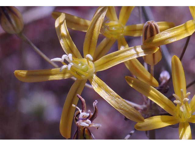 Triteleia ixioides ssp. ixioides (Golden brodiaea) #75542